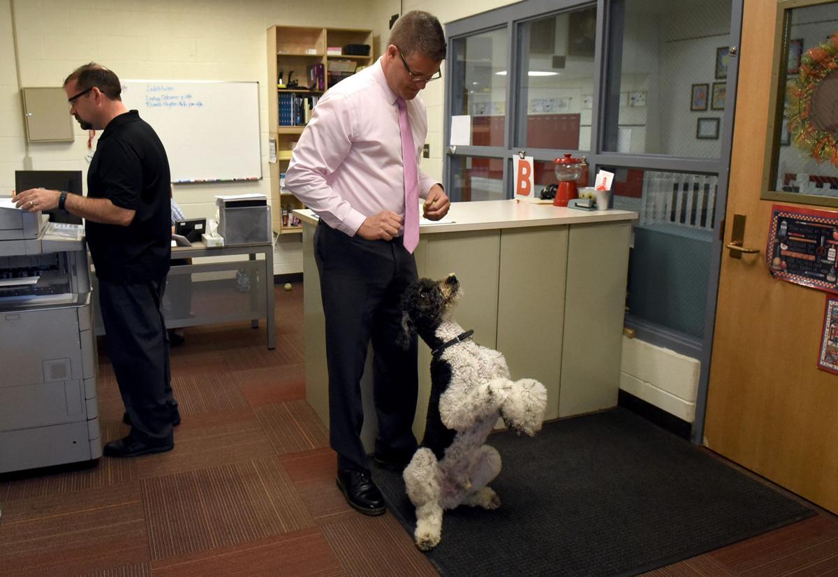 Archer therapy dog 2