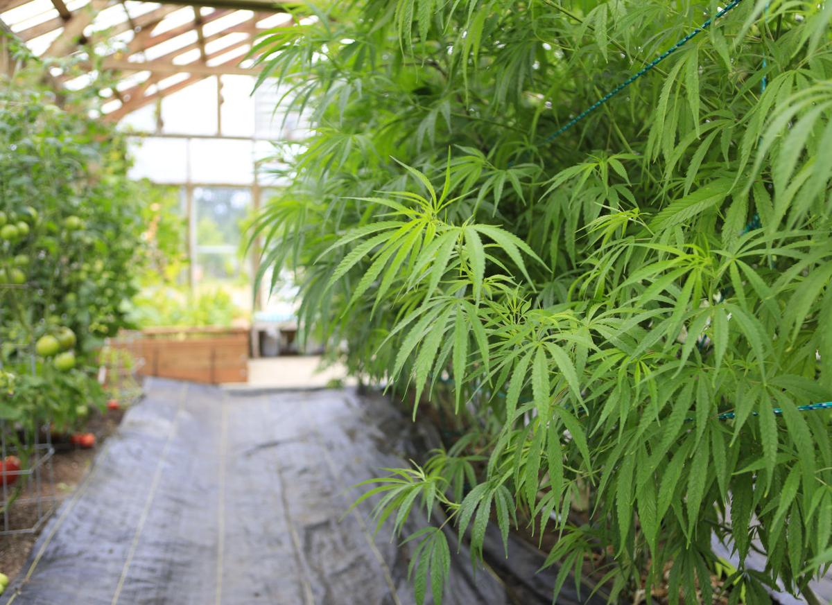 Marijuana ( cannabis), hemp plant growing inside of the green house