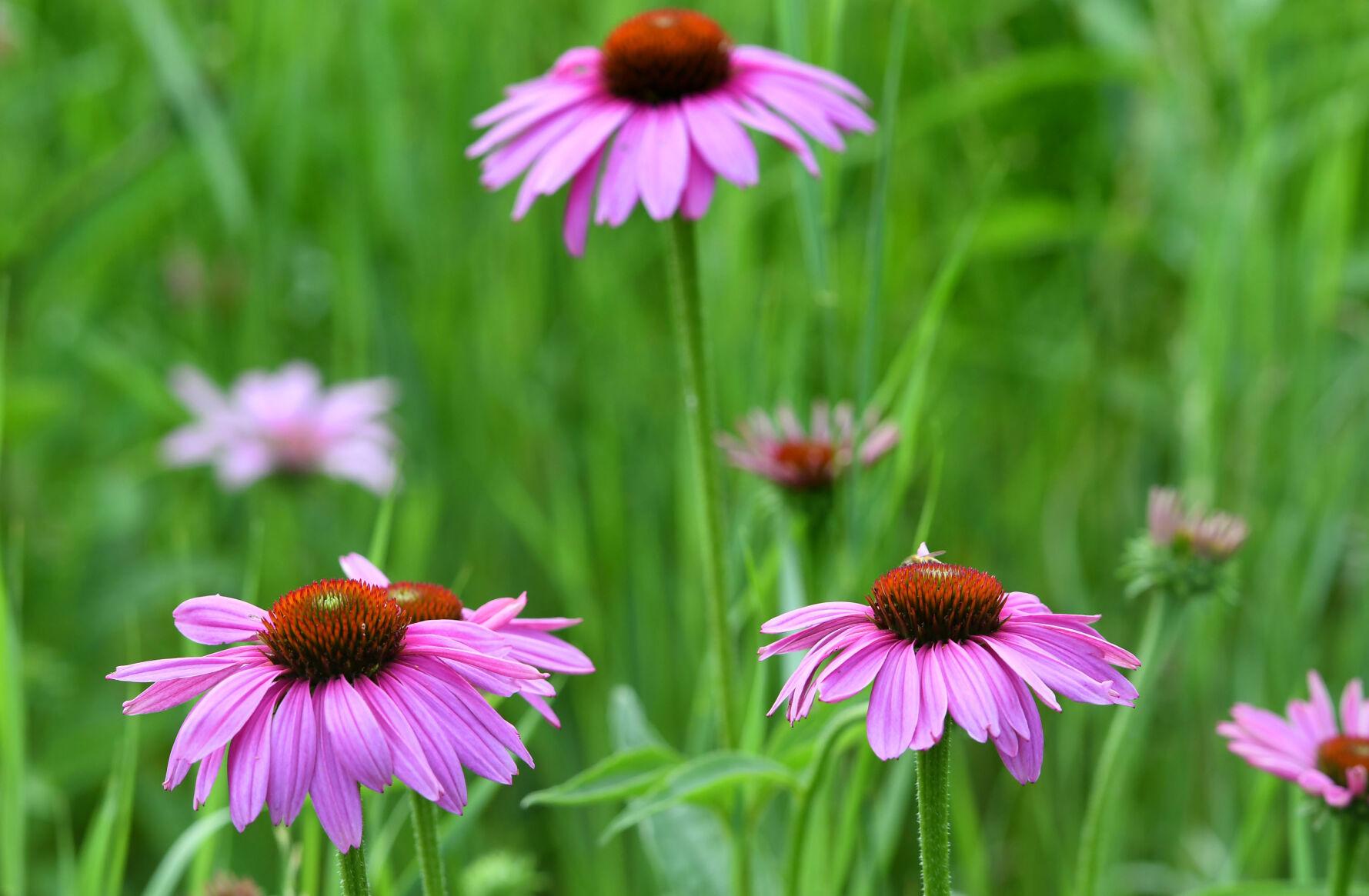 Gallery Auburn Summer Concert Series kicks off at Hoopes Park