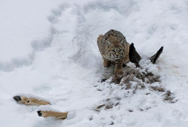 Bobcat