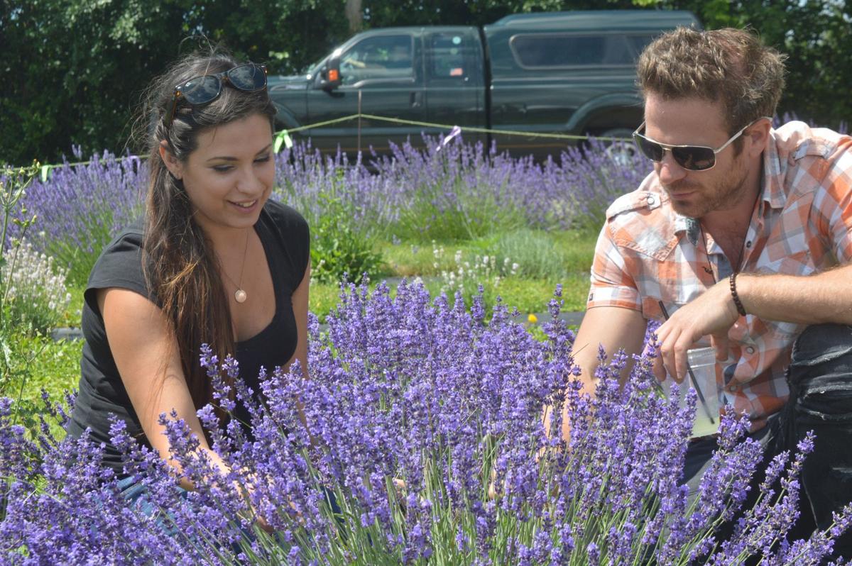 Visitors pick flowers, hang out at lavender festival in Skaneateles