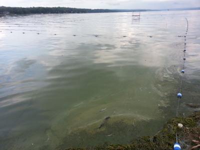 Blue-green algae bloom at Emerson Park