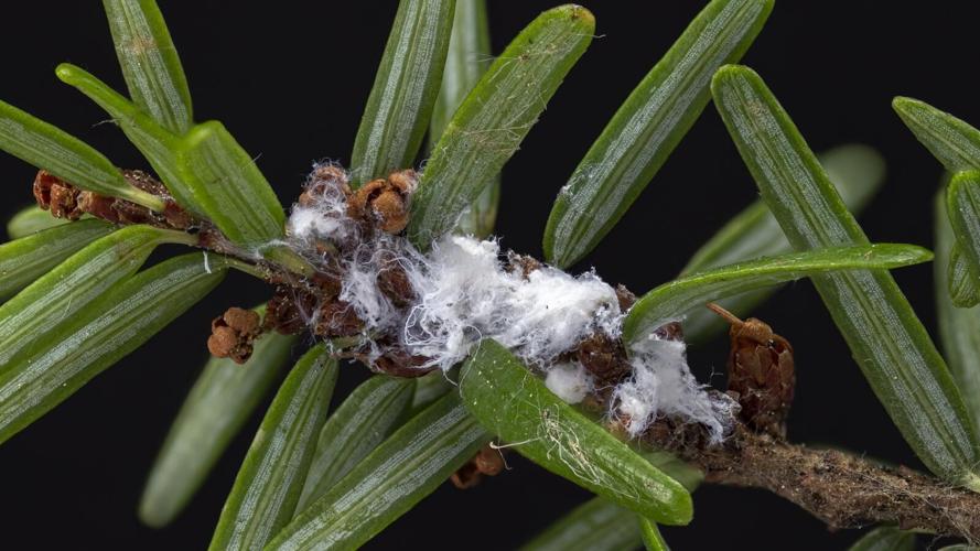 DEC, OPRHP, and New York State Hemlock Initiative Announce Major Milestone in Hemlock Woolly Adelgid Biological Control