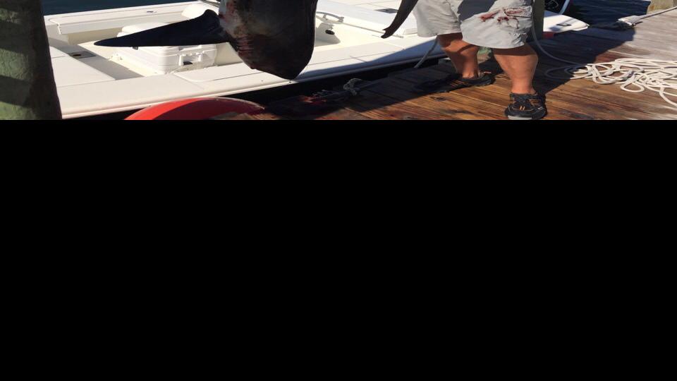 Cuomo Catches Shark While Fishing Off Long Island S South
