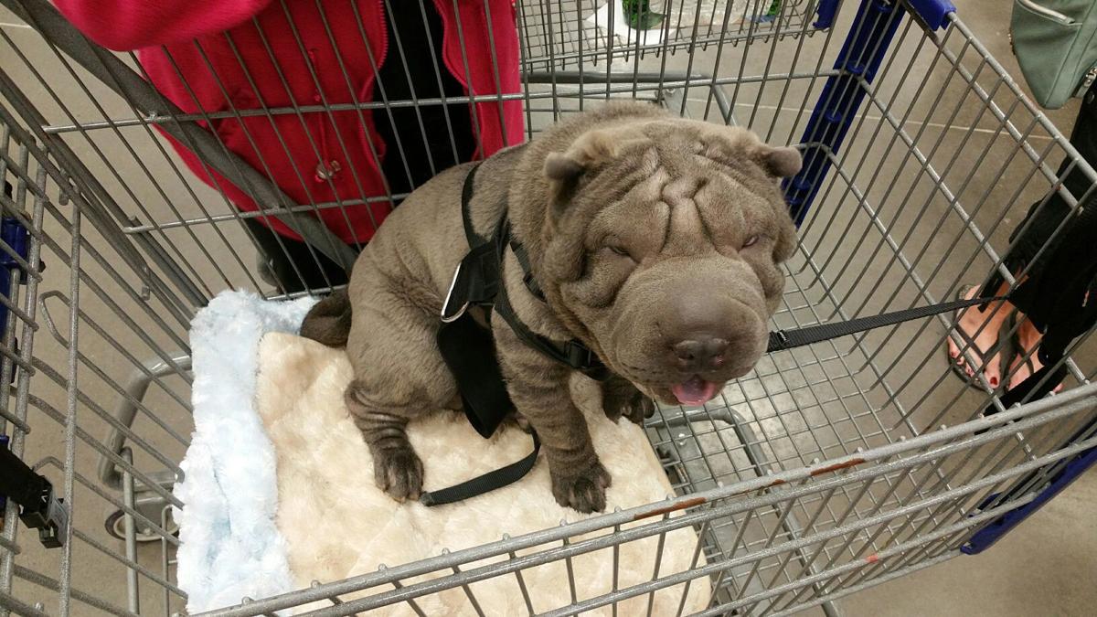 Meet The Auburn Lowe S Newest Associate 8 Month Old Shar Pei Blue Local News Auburnpub Com