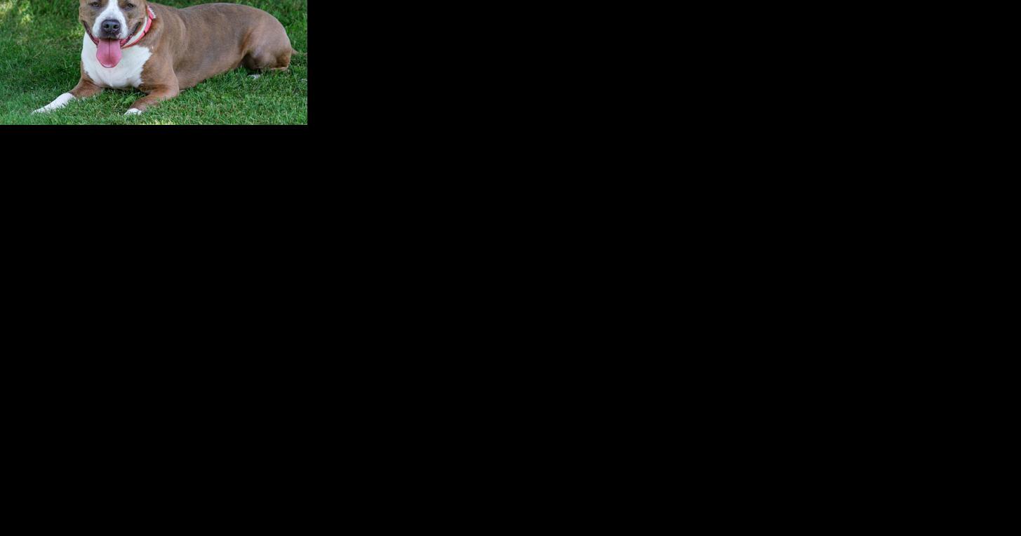 Finger Lakes SPCA: Young pit bull Athena still searching for a home - Vimarsana News