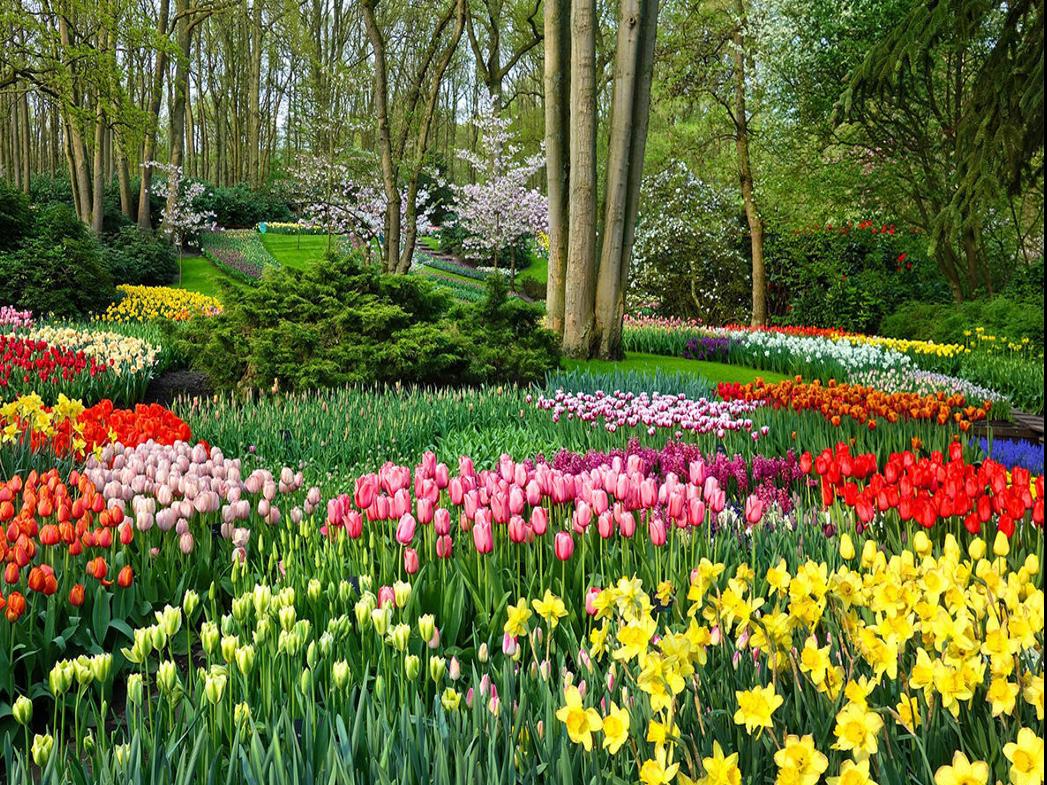 Cosentino A Virtual Visit To Holland S Keukenhof Gardens Lifestyles Auburnpub Com