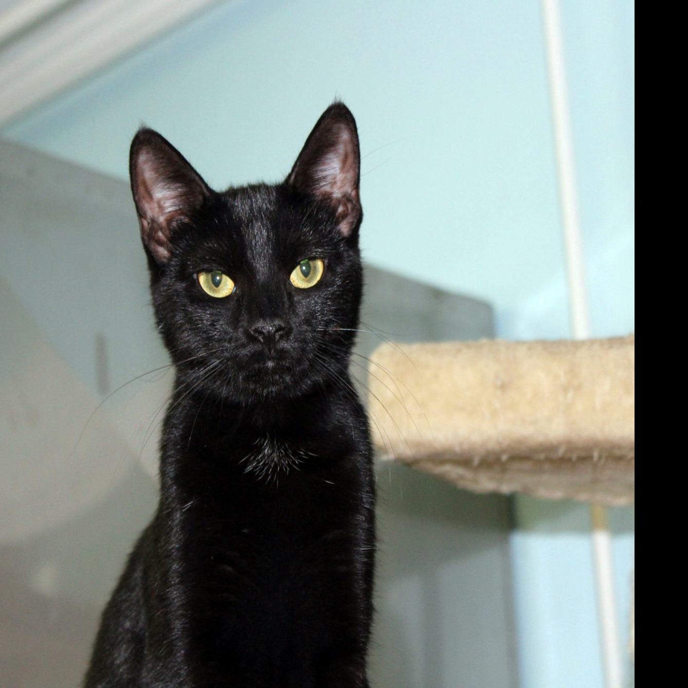 Finger Lakes Spca Petra Is A Black Kitten To Behold Lifestyles