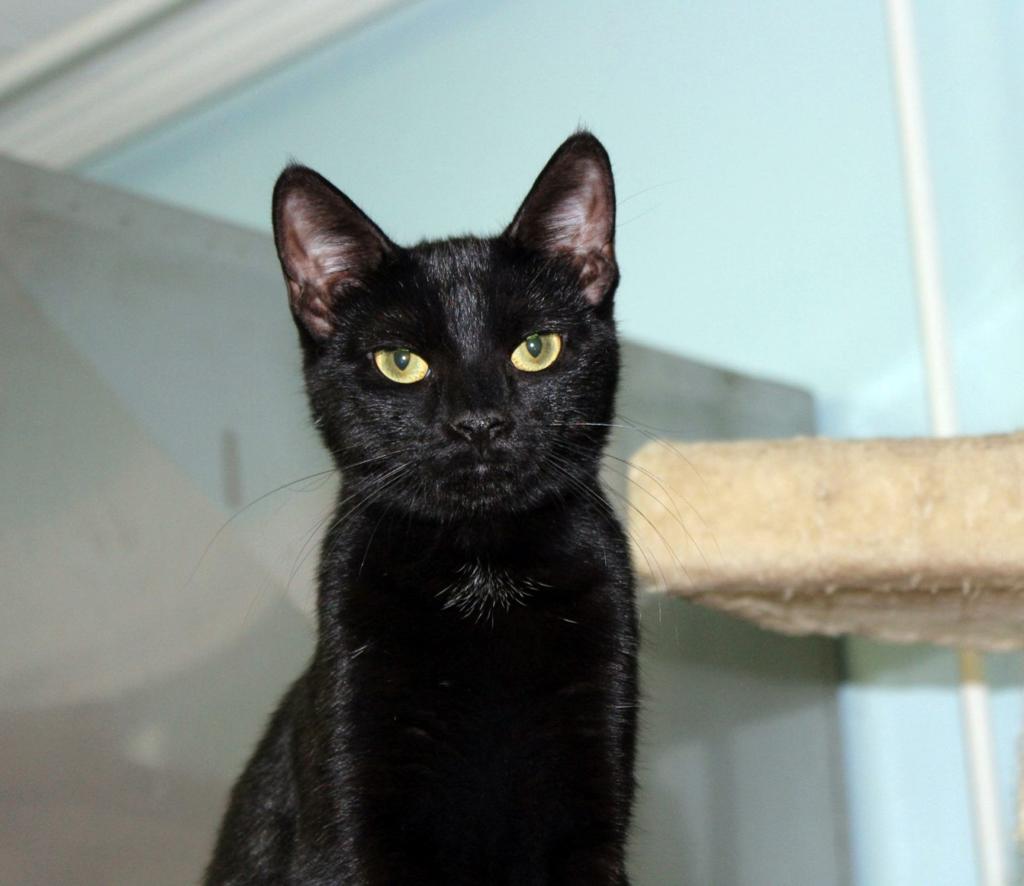 Finger Lakes Spca Petra Is A Black Kitten To Behold