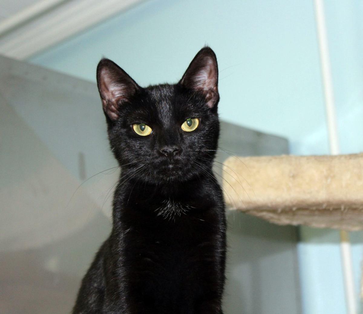 Finger Lakes SPCA Petra is a black kitten to behold Lifestyles