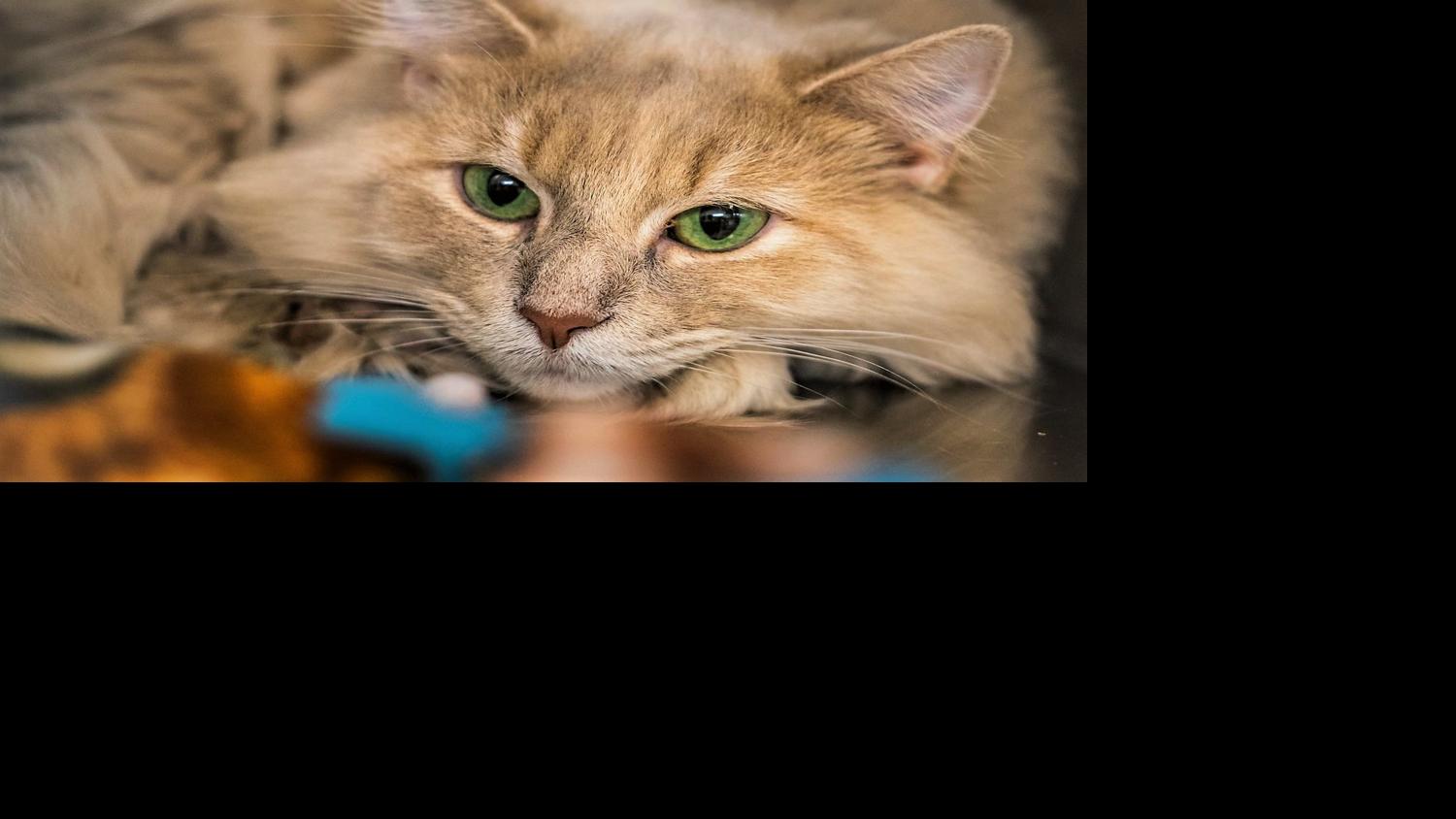 Finger Lakes Spca Stella Would Like A Cat Cafe In Auburn