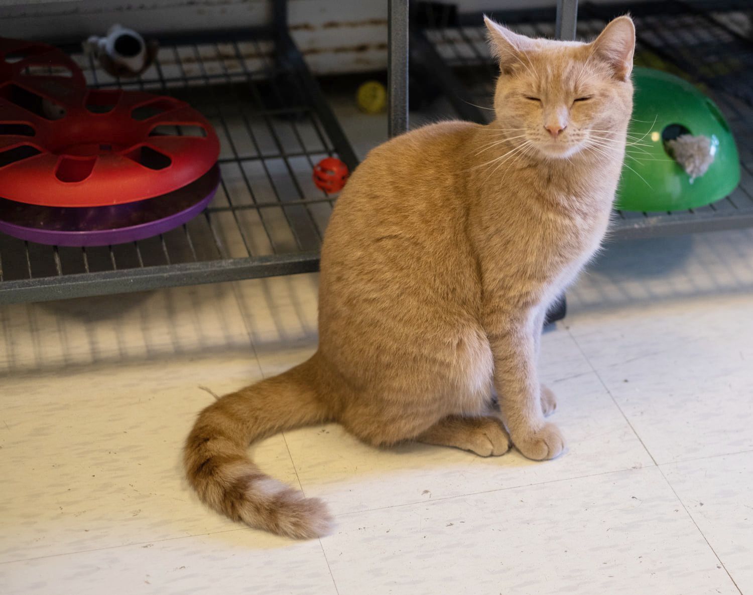 Simba's cat and kitten rescue cheap