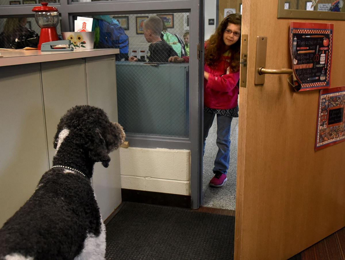 Archer therapy dog 1