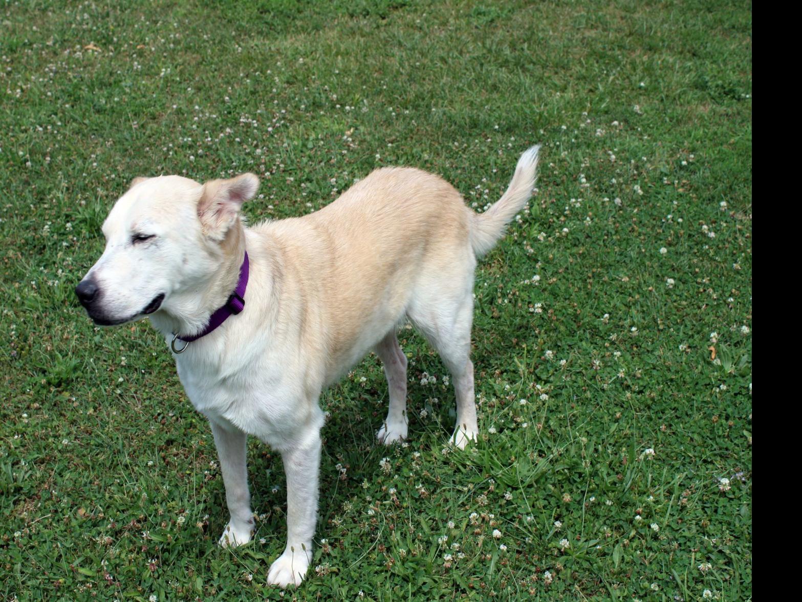 Finger Lakes Spca Lab Husky Mix Bella Would Like To Beat The Heat
