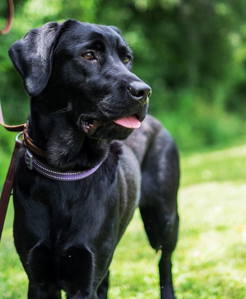 Young best sale black labrador