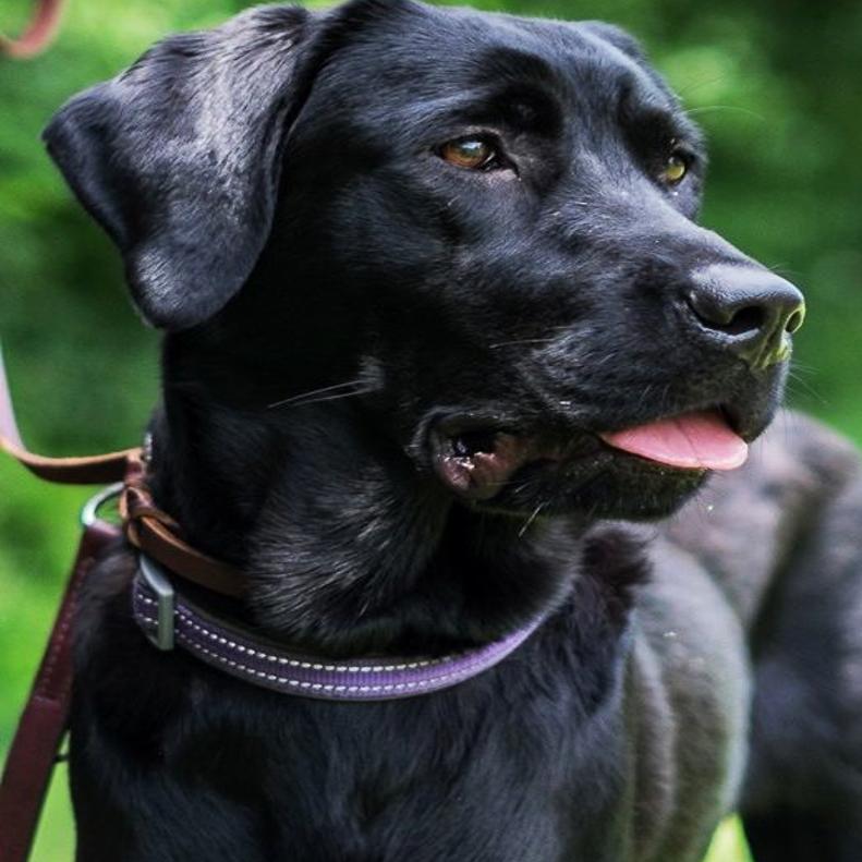 Finger Lakes Spca Young Black Lab Maisie A Model Companion Lifestyles Auburnpub Com