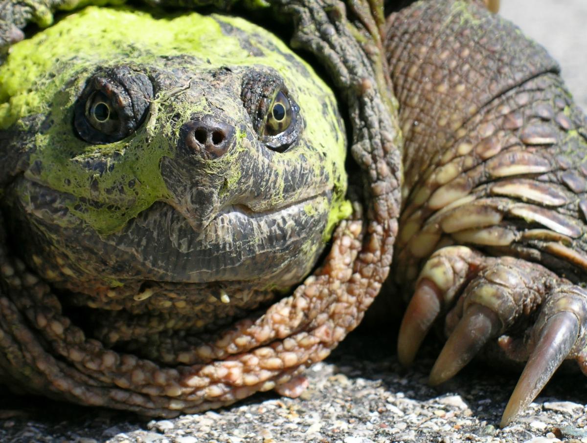snapping turtle face