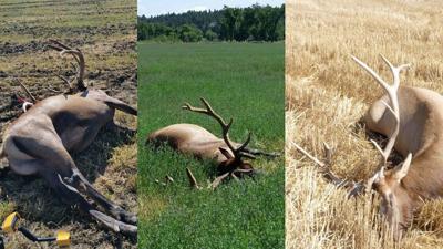 Undetected poaching crimes come with $1.4 billion price tag to US taxpayers, study shows