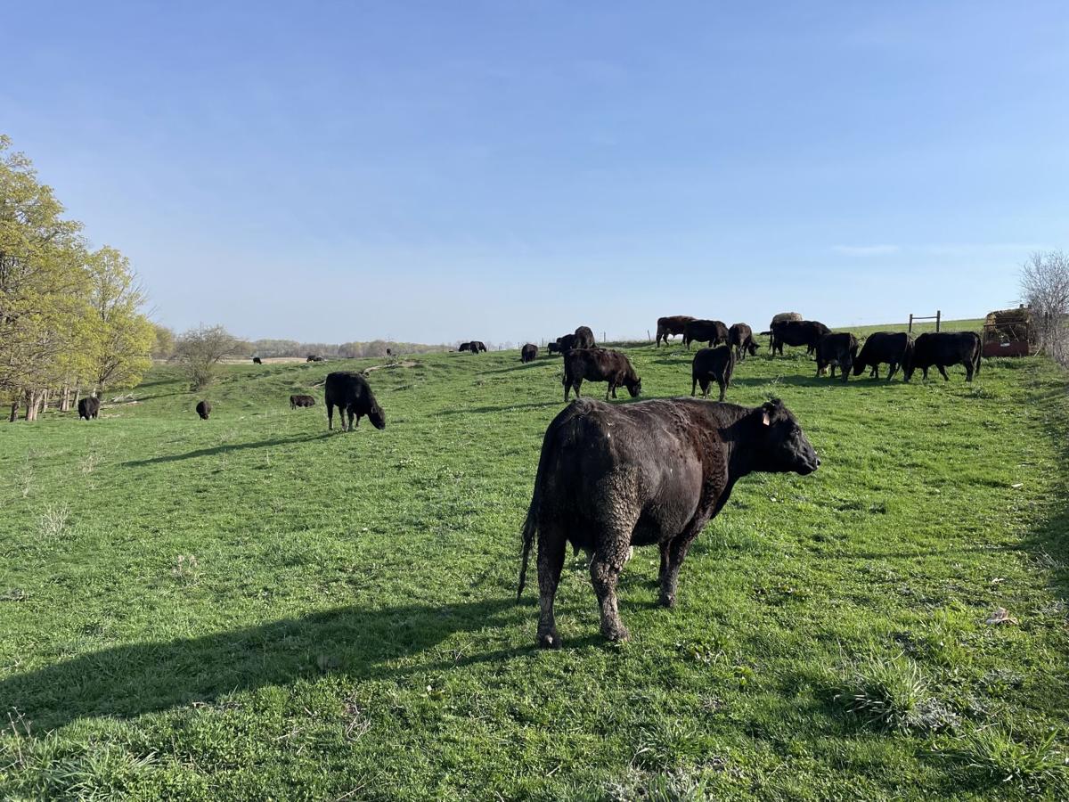 Our Owasco Beef farm keeps soil undisturbed
