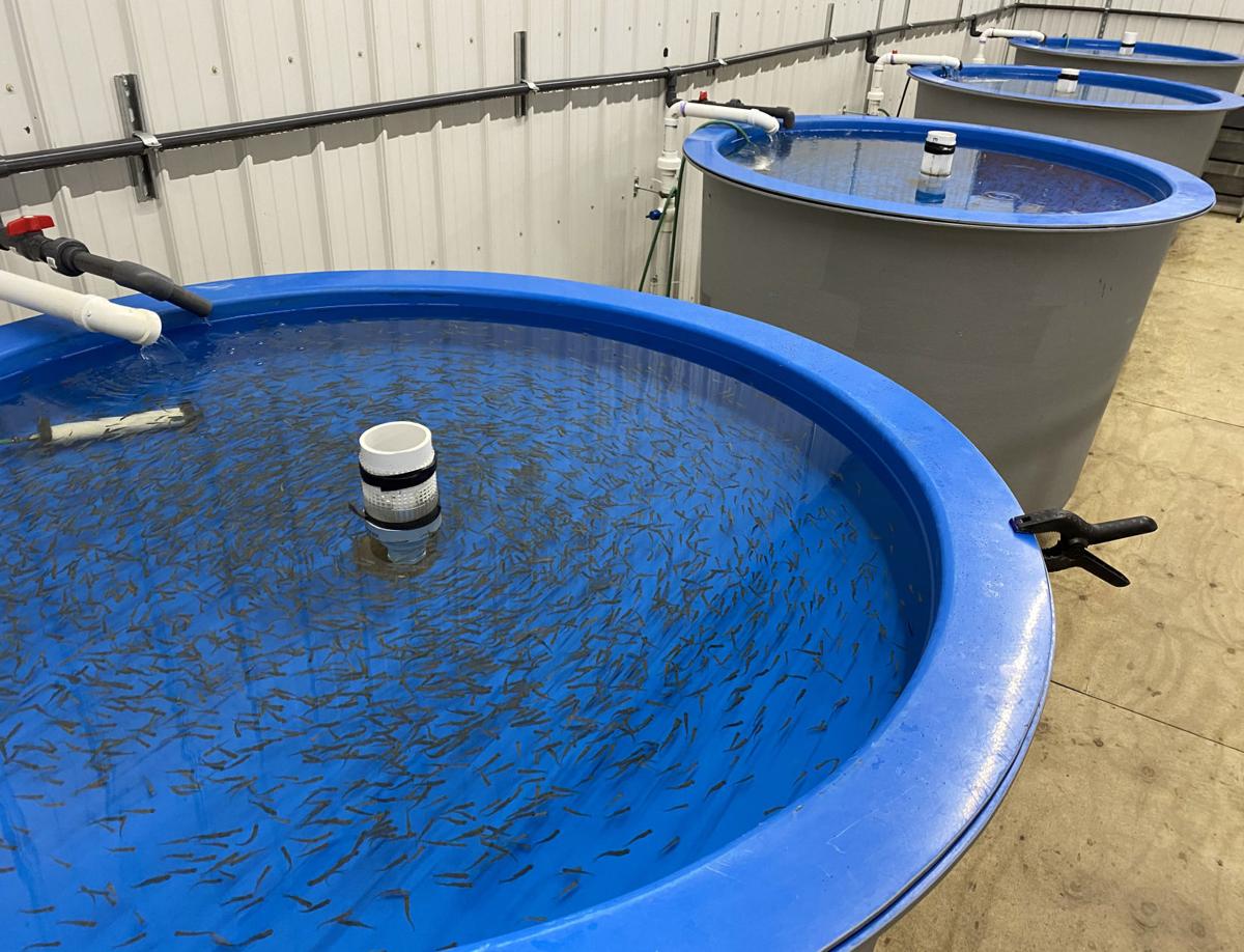 Auburn salmon producer to automate fish harvesting