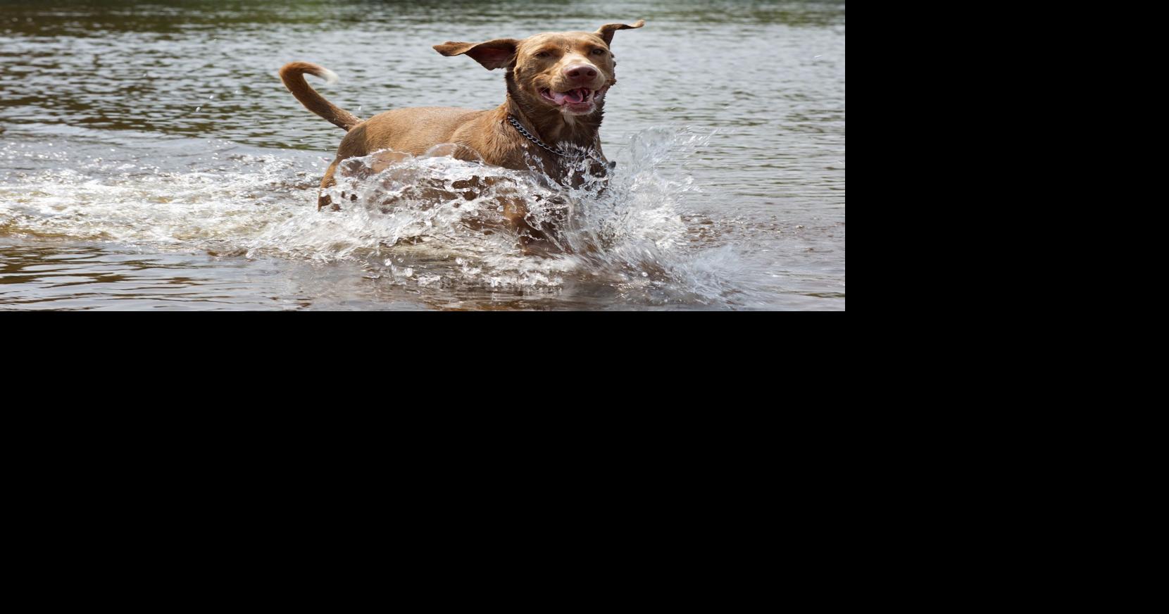 What Is & How Common Is Water Intoxication In Dogs?