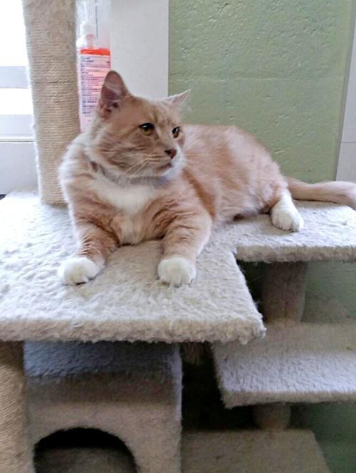 Micah