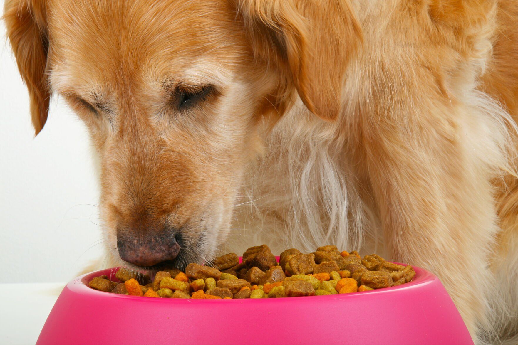 The AKC shares tips to prevent food guarding