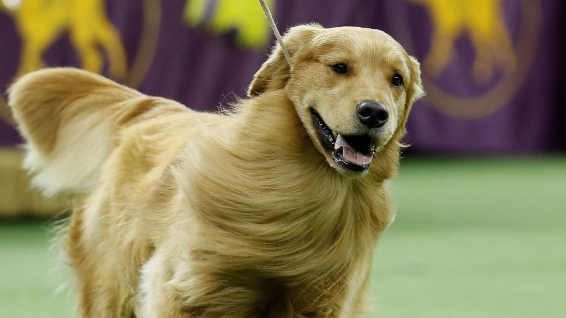 The 25 most popular dog breeds in America this year and the rarest