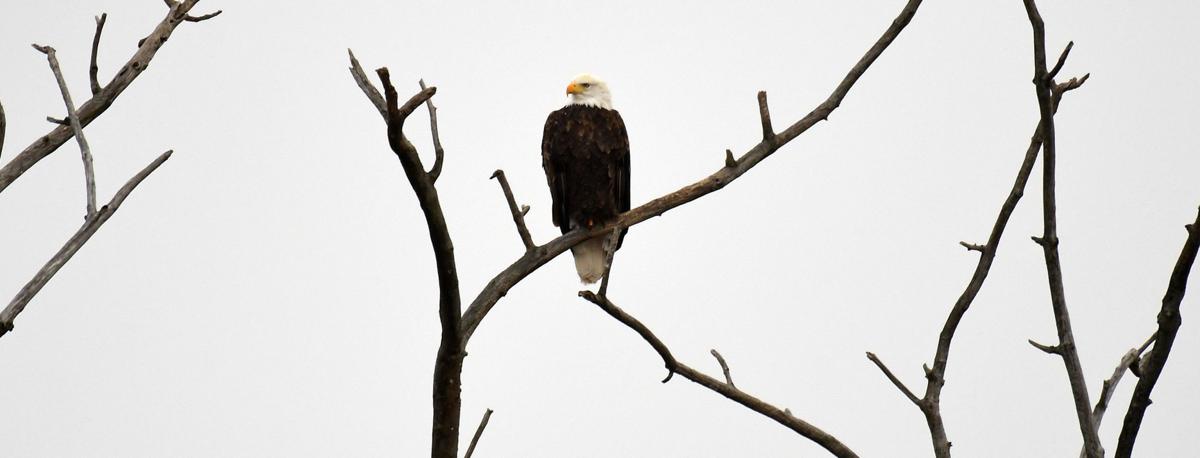 Eagles