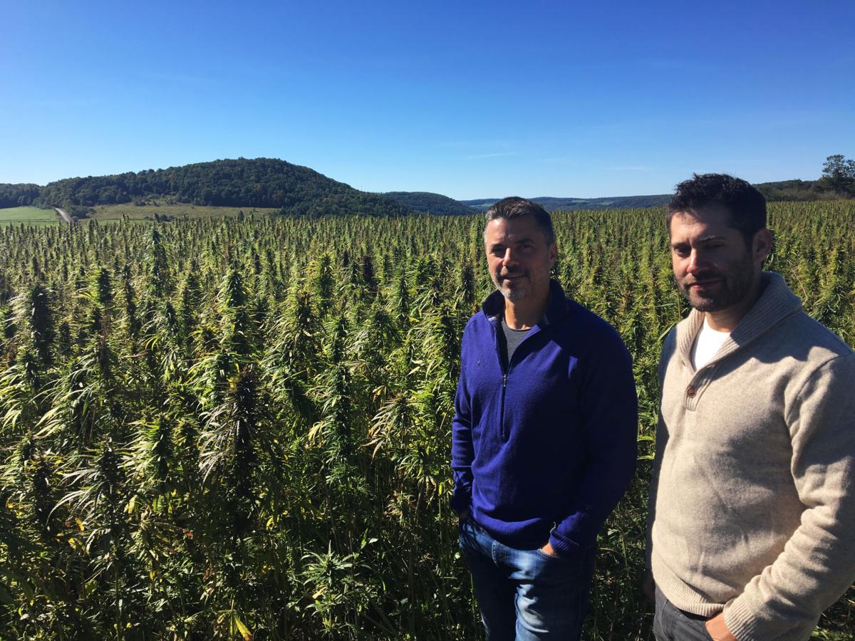 Harvesting Hemp