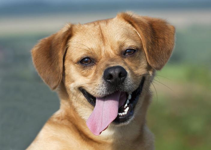 Panting dog