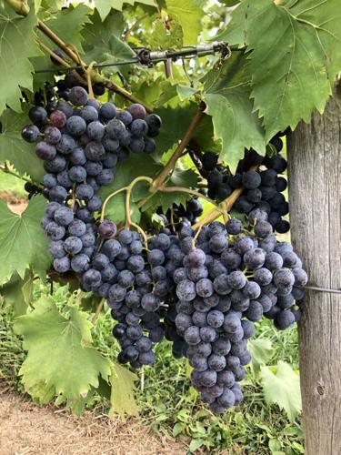 Finger Lakes Wines and Grapes: Conditions ripe for good harvest