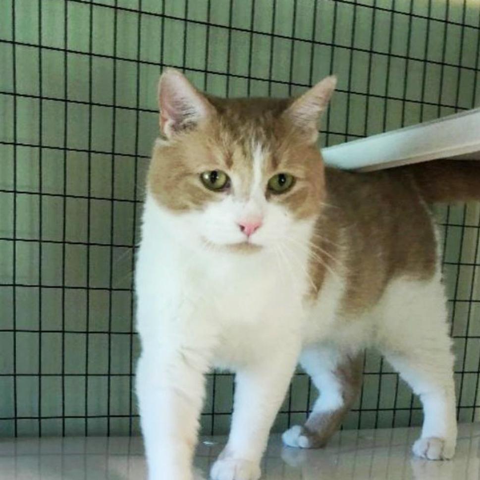 Finger Lakes Spca Young Kitty Boy A Model Of Kindness Lifestyles Auburnpub Com