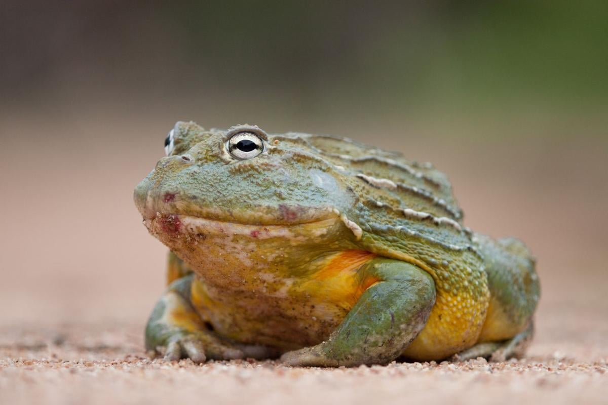 Meet a flying fox, African bullfrog and more at Seneca