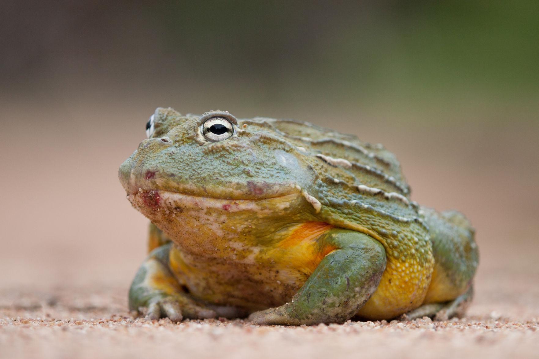 Meet a flying fox, African bullfrog and more at Seneca  