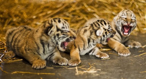 Endangered tiger born at San Francisco zoo