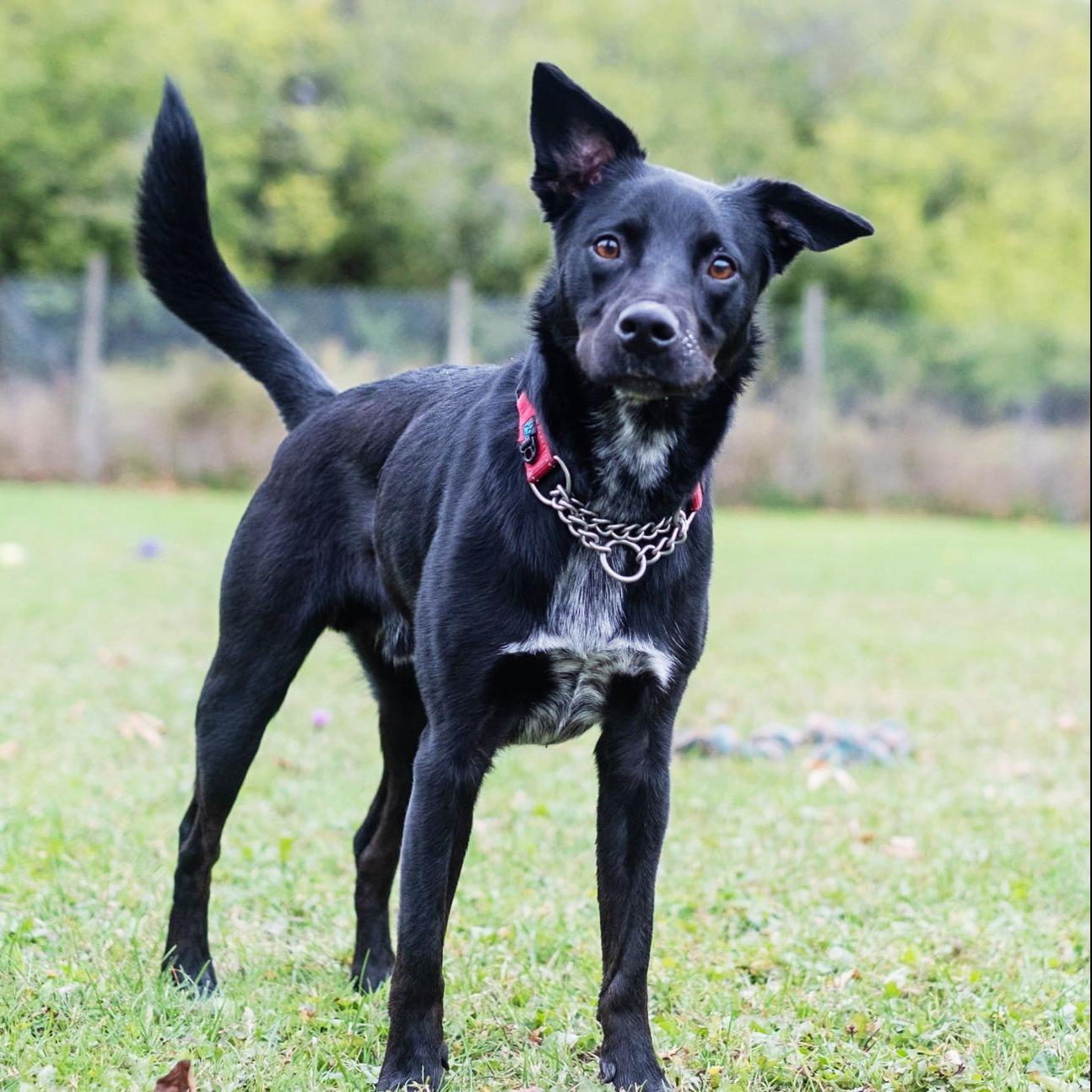 Finger Lakes Spca Young Border Collie Mix Jake Wants Lively Home Lifestyles Auburnpub Com