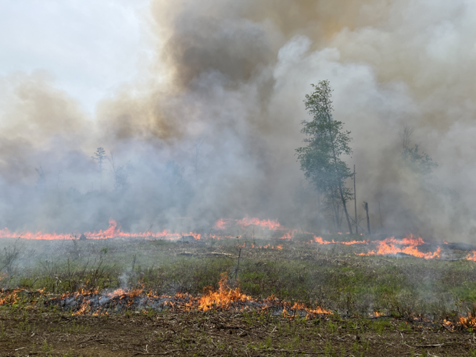 DEC Forest Rangers – Week in Review