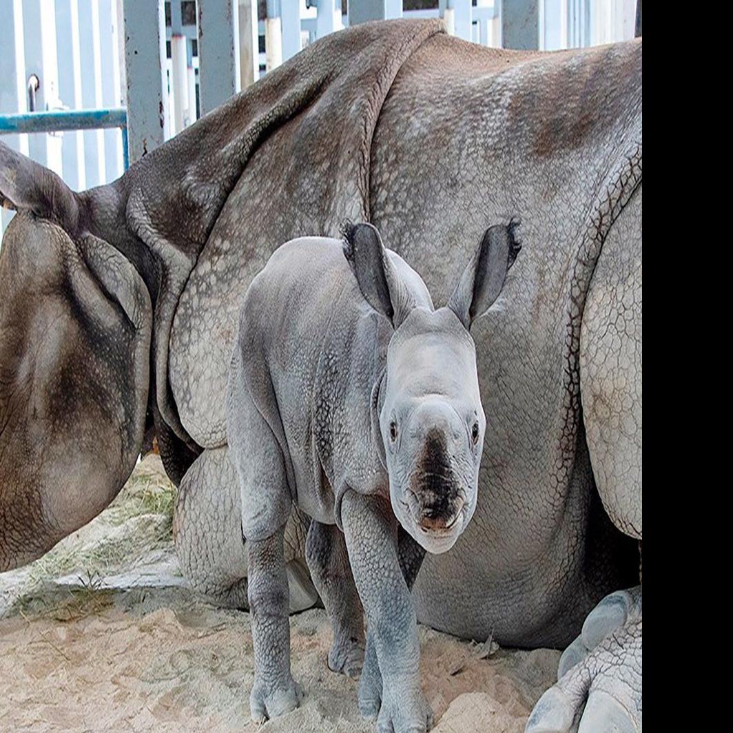 For First Time Rare Rhino Born By Artificial Insemination At Miami Zoo News Auburnpub Com