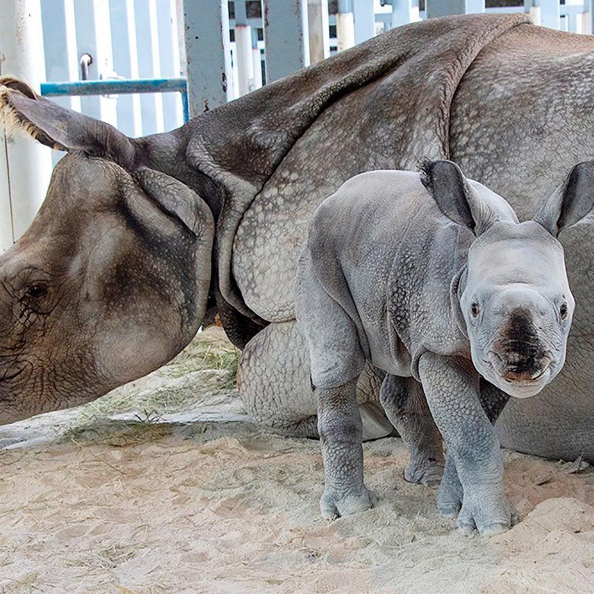 For First Time Rare Rhino Born By Artificial Insemination At Miami Zoo News Auburnpub Com