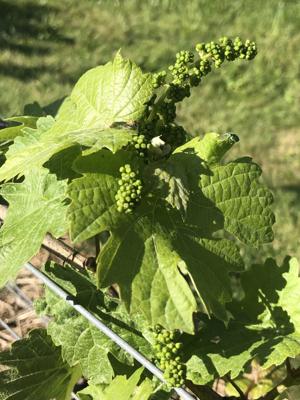 Finger Lakes Wines and Grapes: Warm, wet weather results in rapid growth