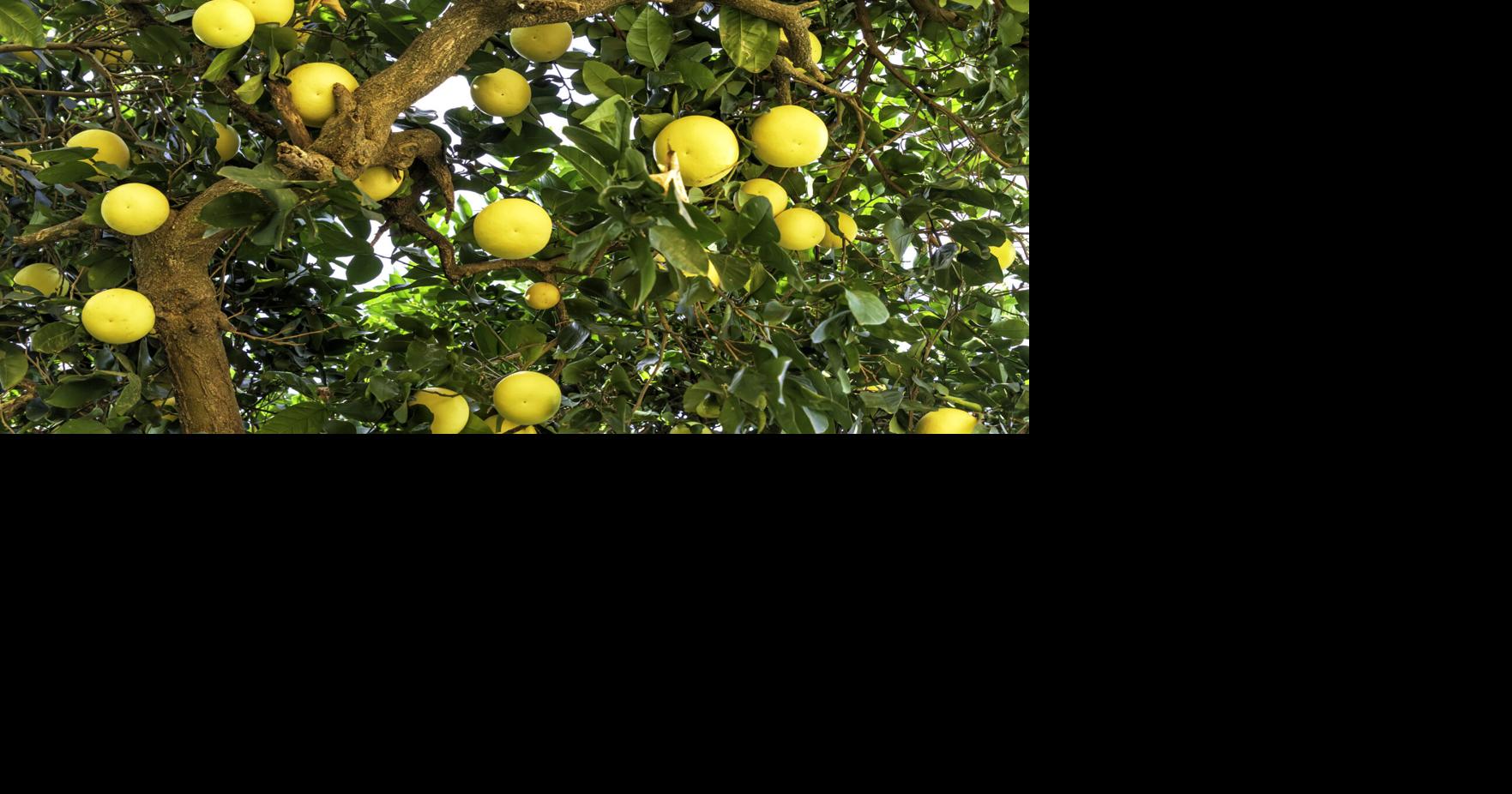 The wonderful world of citrus (Carmen Cosentino column)