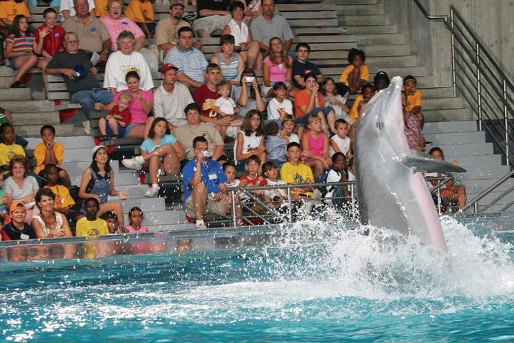 National Aquarium dolphins through the years - Los Angeles Times