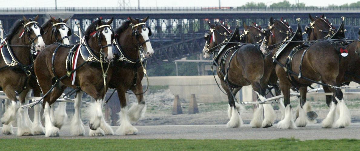 FEA BUDWEISER CLYDESDALES