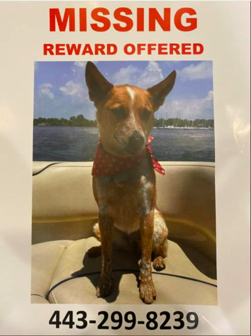 Have you seen this dog?