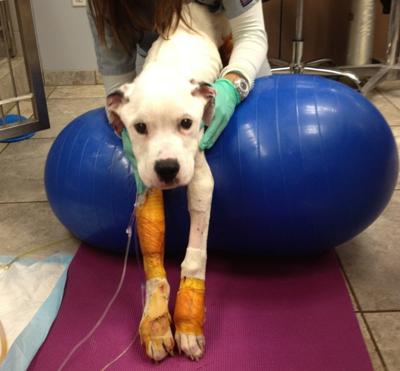 Freckles The Dog Slowly Recovering From Abuse Starvation News