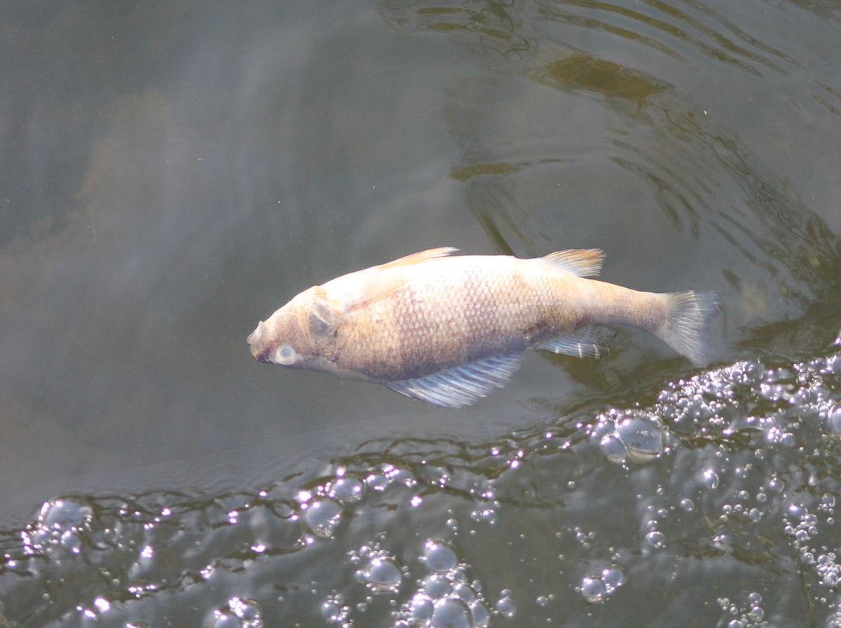 10,000 dead fish in Bird and Gunpowder Rivers caused by toxic algae