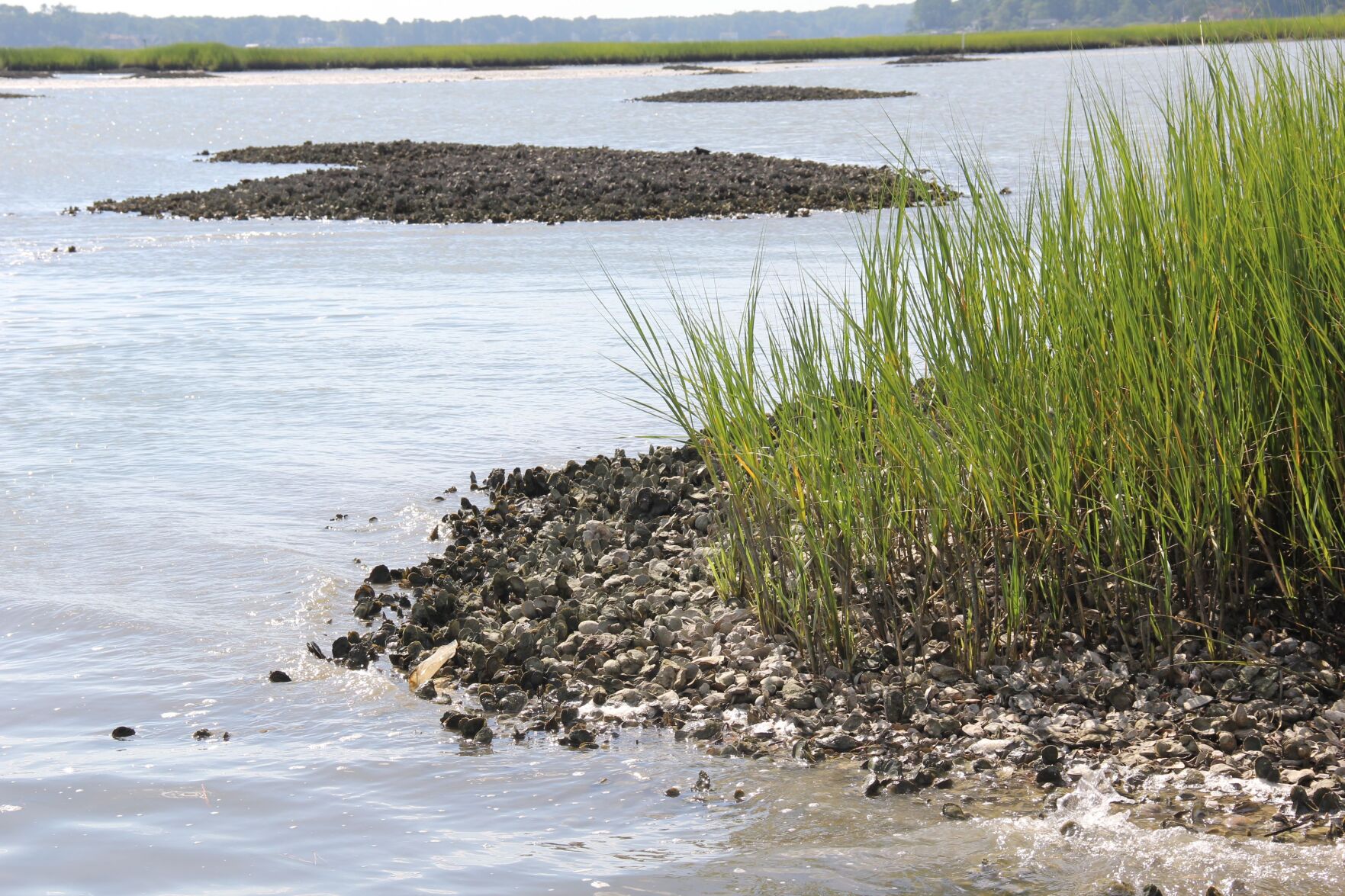 CBF Report: Oyster Recovery Is Pivotal For Chesapeake Bay's Climate ...