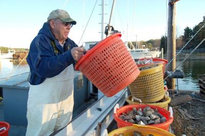 Study: Lower harvest would restore oysters | News | avenuenews.com