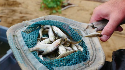 Chesapeake Bay Young Of Year Survey Results Striped Bass Among Species Below Average News Avenuenews Com